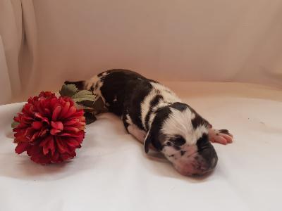 Ursala Von Schlesien