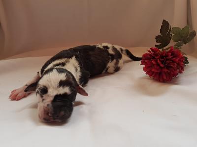 Ursala Von Schlesien