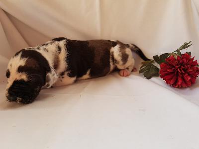 Ursala Von Schlesien