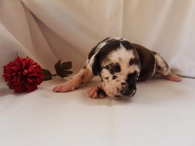 Ursala Von Schlesien