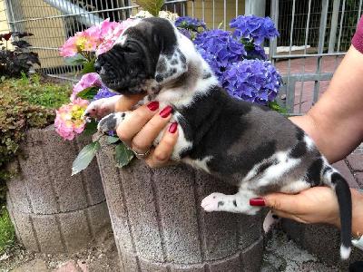 Ursala Von Schlesien