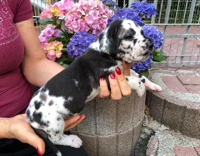 Ursala Von Schlesien