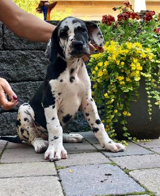 Ursala Von Schlesien