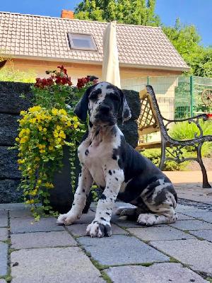 Ursala Von Schlesien