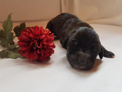 Unity Queen Von Schlesien