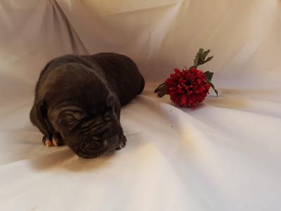 Unity Queen Von Schlesien