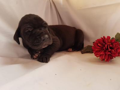 Unity Queen Von Schlesien