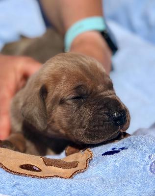 Hedonist Vom Hause Wagner