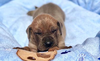 Herzbube Vom Hause Wagner