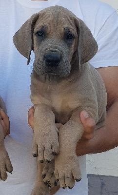 Herzbube Vom Hause Wagner