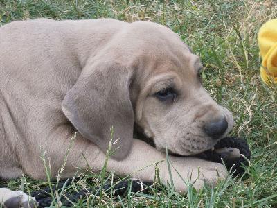 Herrschsüchtige Vom Hause Wagner
