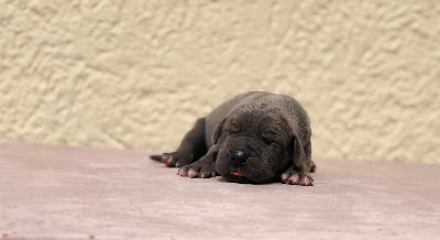 Herzliche Luna Vom Hause Wagner