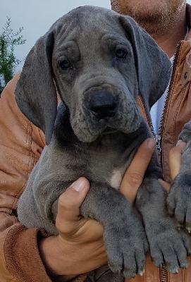 Herrliche Vom Hause Wagner