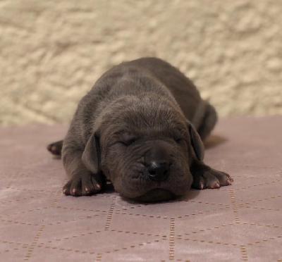 Hut ab Vom Hause Wagner