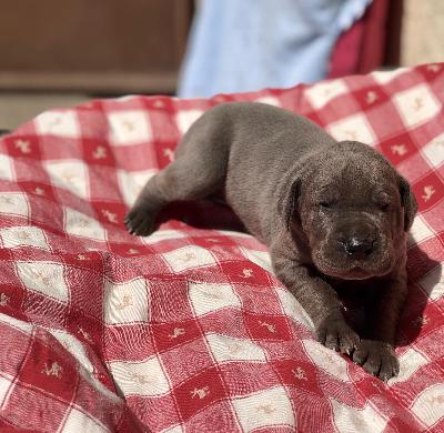 Hut ab Vom Hause Wagner