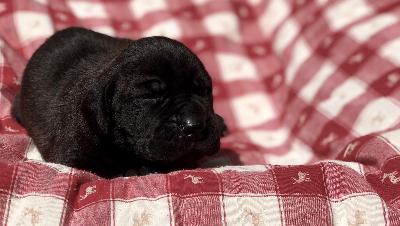 Helau Maya Mariah Vom Hause Wagner