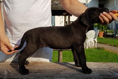 Helau Maya Mariah Vom Hause Wagner