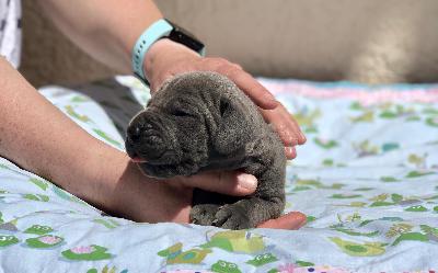 Inspektor Vom Hause Wagner