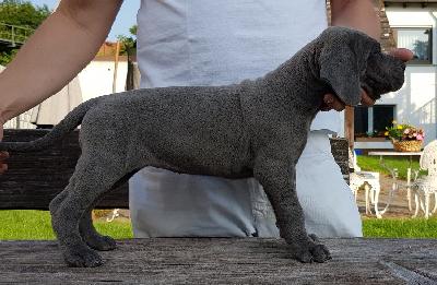 Inspektor Vom Hause Wagner