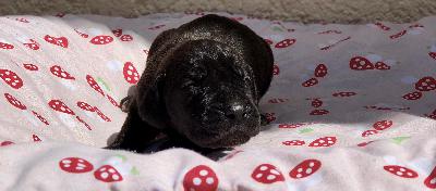 Irremplacable Vom Hause Wagner