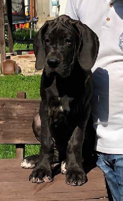 Irremplacable Vom Hause Wagner