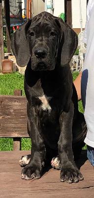 Irremplacable Vom Hause Wagner