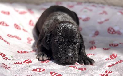 Illustre Vom Hause Wagner