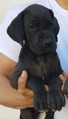 Illustre Vom Hause Wagner