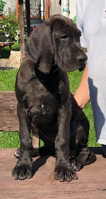 Illustre Vom Hause Wagner