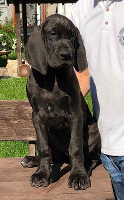 Illustre Vom Hause Wagner