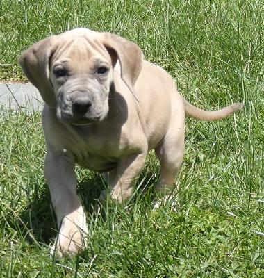 Irritation Vom Hause Wagner