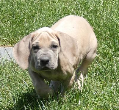 Incredible Vom Hause Wagner