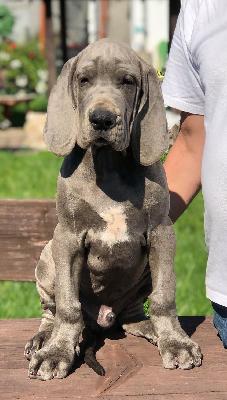 Illuminator Vom Hause Wagner