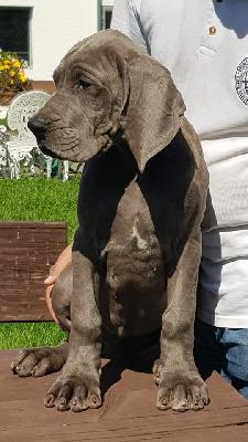 Insomina Vom Hause Wagner