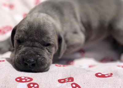 Impulsive Vom Hause Wagner