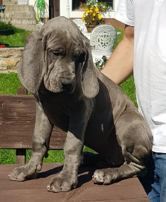 Impulsive Vom Hause Wagner