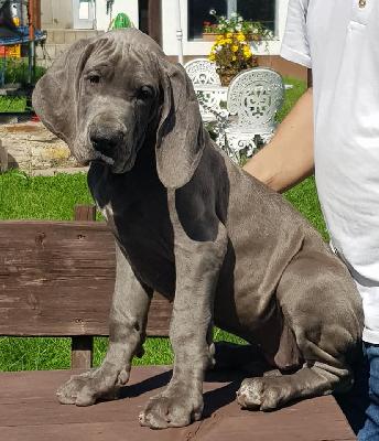 Impulsive Vom Hause Wagner