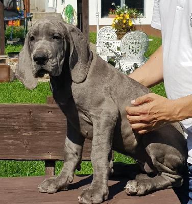 Impulsive Vom Hause Wagner