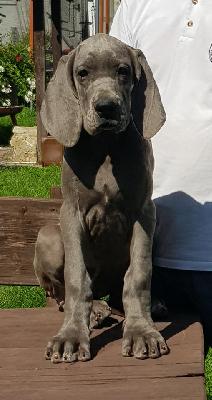 Irrlicht Morgane Mariah Vom Hause Wagner