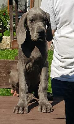 Irrlicht Morgane Mariah Vom Hause Wagner