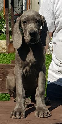 Irrlicht Morgane Mariah Vom Hause Wagner