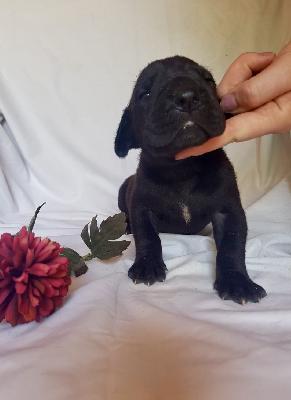 Volker Von Schlesien