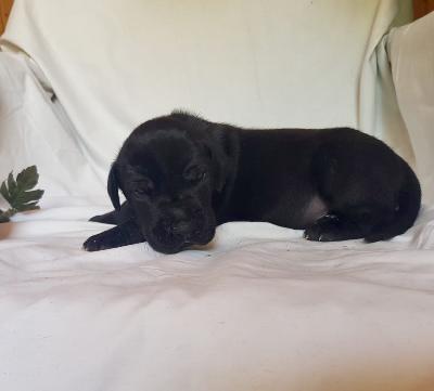 Volker Von Schlesien