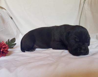 Volker Von Schlesien