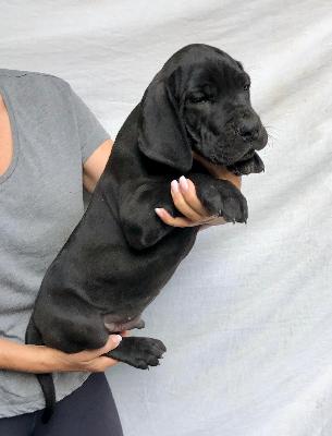 Volker Von Schlesien