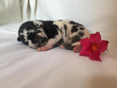 Vollkommene Von Schlesien