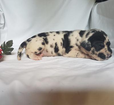 Vollkommene Von Schlesien