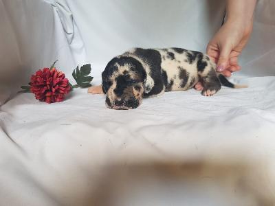 Vollkommene Von Schlesien