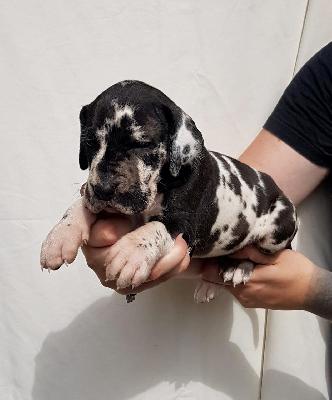 Vollkommene Von Schlesien