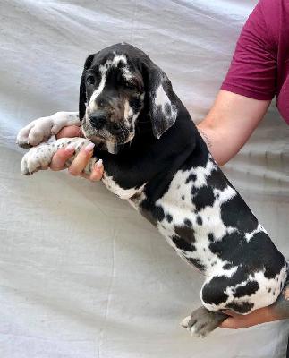 Vollkommene Von Schlesien